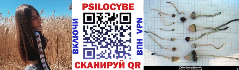 omg зеркало  Торопец  Псилоцибиновые грибы ЛСД 